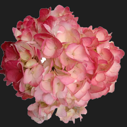 HYDRANGEA TINTED OMBRE ROUGE