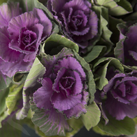 KALE CRANE PURPLE