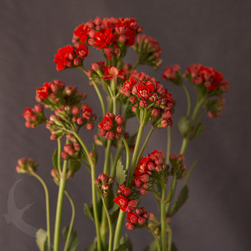 KALANCHOE PRETTY RED