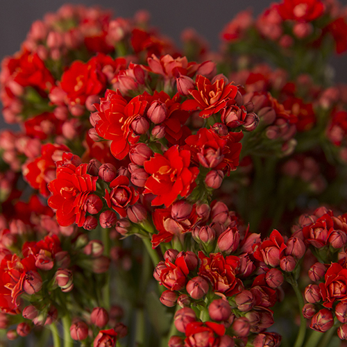 KALANCHOE PRETTY RED