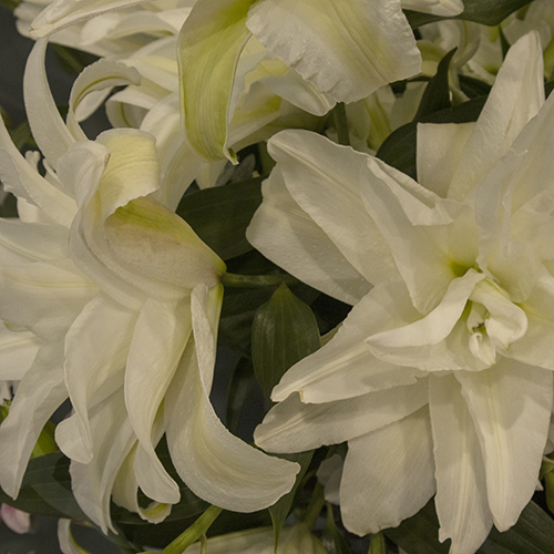 DOUBLE LILIES WHITE