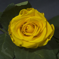 PRESERVED SUNNY YELLOW
