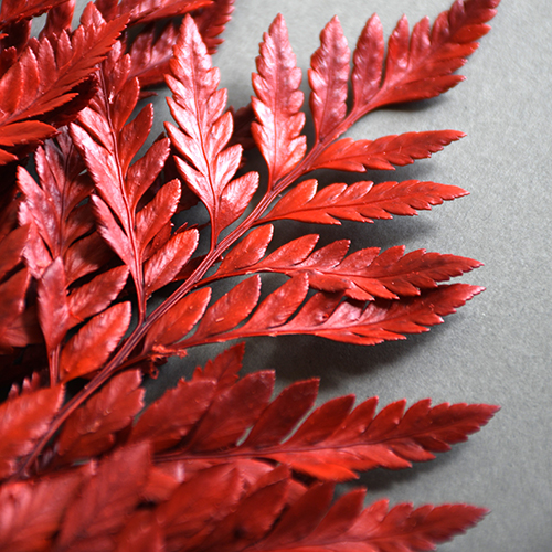 PRESERVED LEATHER FERN EARTH RED