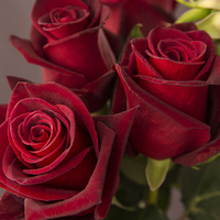 BLACK BACCARA