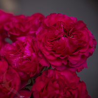 MAYRAS ROSE BRIGHT