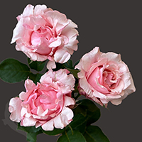 PINK MARGO