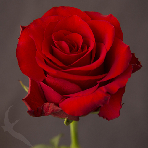 Royal Explorer Red Rose Variety