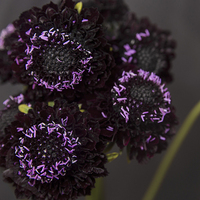 SCABIOSA BLACKBERRY