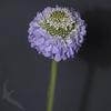 SCABIOSA LAVANDER