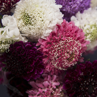 SCABIOSA MIX