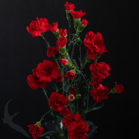 SPRAY CARNATION ARAGON