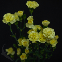 SPRAY CARNATION CAESAR