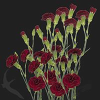 SPRAY CARNATION CHATEAU