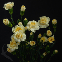 SPRAY CARNATION CREME INTERMEZZO