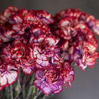 SPRAY CARNATION DYED MULBERRY