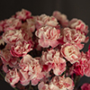 SPRAY CARNATION DYED SWEET LOVE