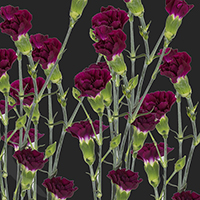 SPRAY CARNATION EPSILON