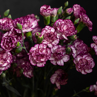 SPRAY CARNATION SPECTRO