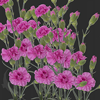SPRAY CARNATION LILAC MELISSA