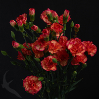 SPRAY CARNATION LINA