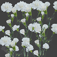 SPRAY CARNATION MANTUA
