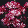 SPRAY CARNATION MINUETTO