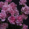 SPRAY CARNATION PINK PIGEON