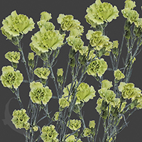 SPRAY CARNATION RASCAL GREEN