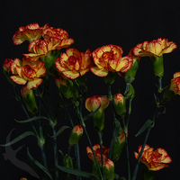 SPRAY CARNATION ROSITA