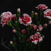 SPRAY CARNATION SCARLETTE PLUS