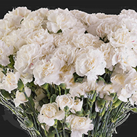 SPRAY CARNATION WHITE BARBARA