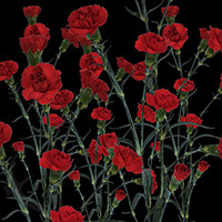 SPRAY CARNATION ZUMBA