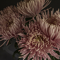 SPIDER MUMS CAPRIOOL