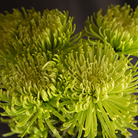 SPIDER MUMS GREEN ANASTASIA