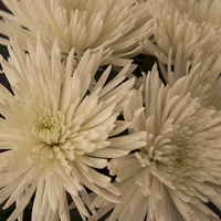 SPIDER MUMS WHITE