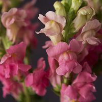 SNAPDRAGON PINK