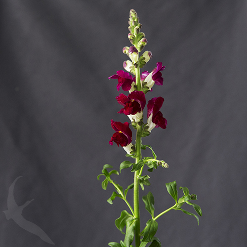 SNAPDRAGON RED