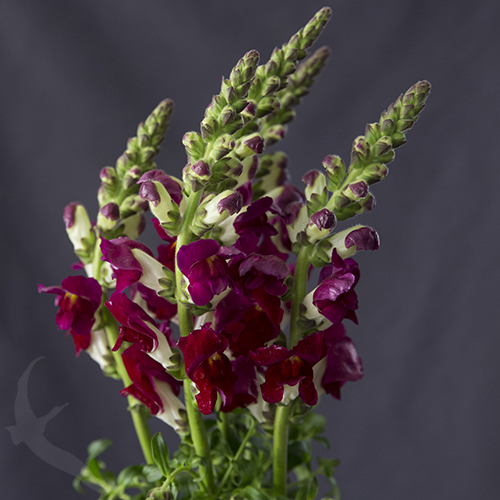 SNAPDRAGON RED