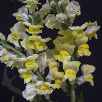 SNAPDRAGON YELLOW