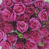 SPRAY HOT PINK FOLLIES