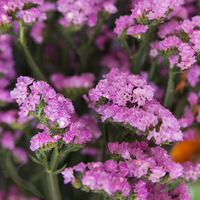 STATICE PINK