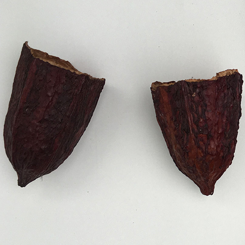 CACAO PODS DRY CUPS