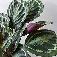 CALATHEA LEAF ROUND