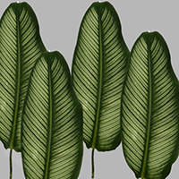 CALATHEA ZEBRINA