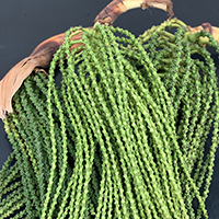 CARYOTA