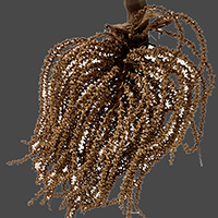 CARYOTA DRY