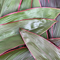 CORDELYNE LEAVES