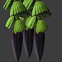 GRAN MUSA GREEN