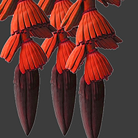 GRAN MUSA RED