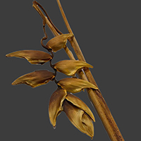 HEL.CARIOCA DRY